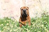 SHAR-PEI 446